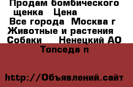 Продам бомбического щенка › Цена ­ 30 000 - Все города, Москва г. Животные и растения » Собаки   . Ненецкий АО,Топседа п.